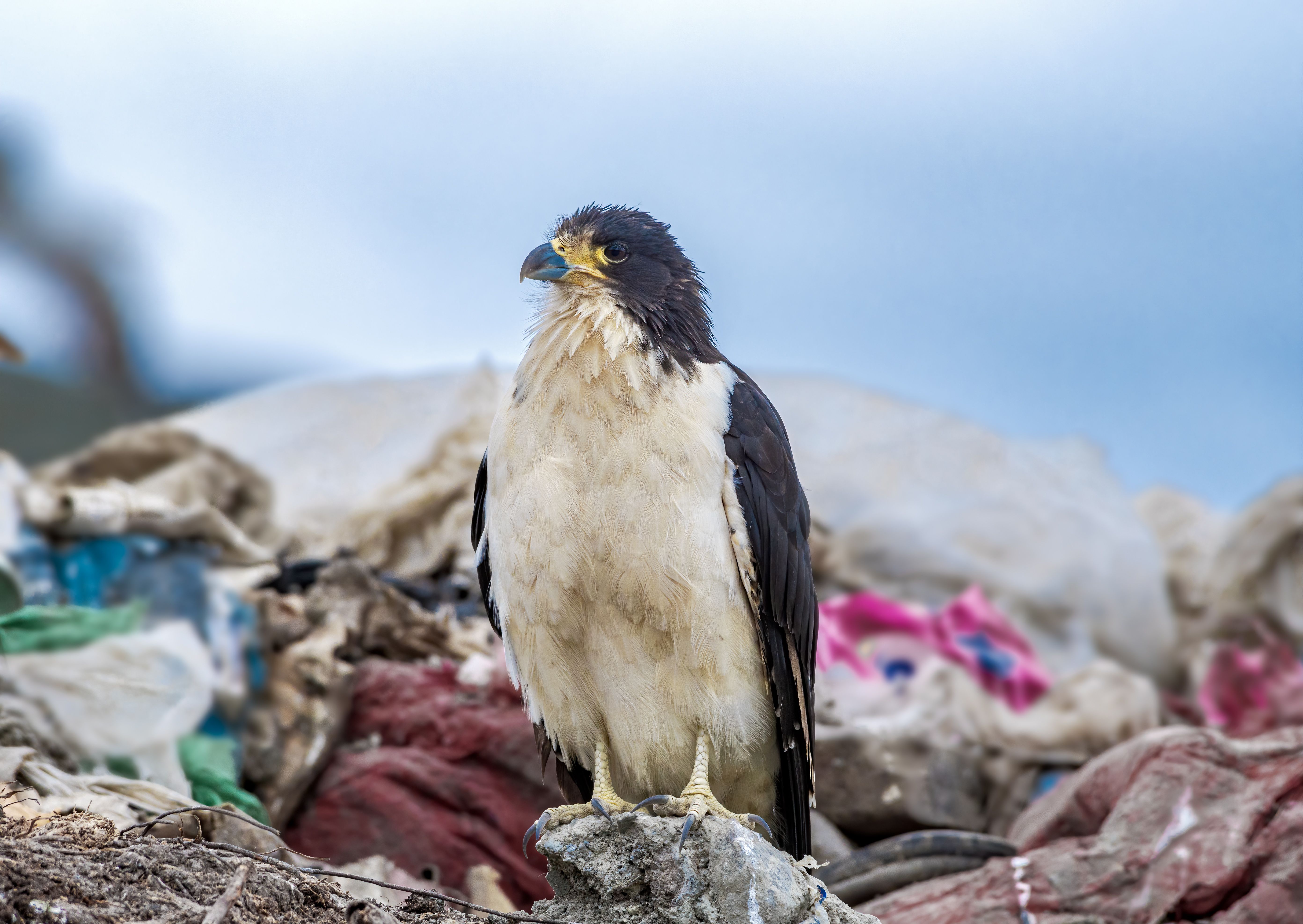 A white-throated Caracara (bird with white belly and dark feathers on wings and head) stands atop trash in the Ushuaia landfill, Argentina.