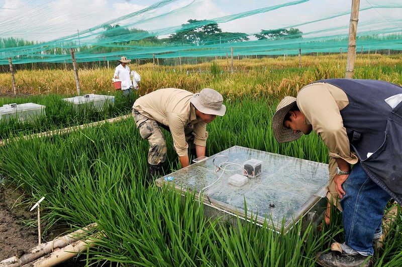 Two rice paddy workers in Colombia measuring the greenhouse gas emissions of their rice.