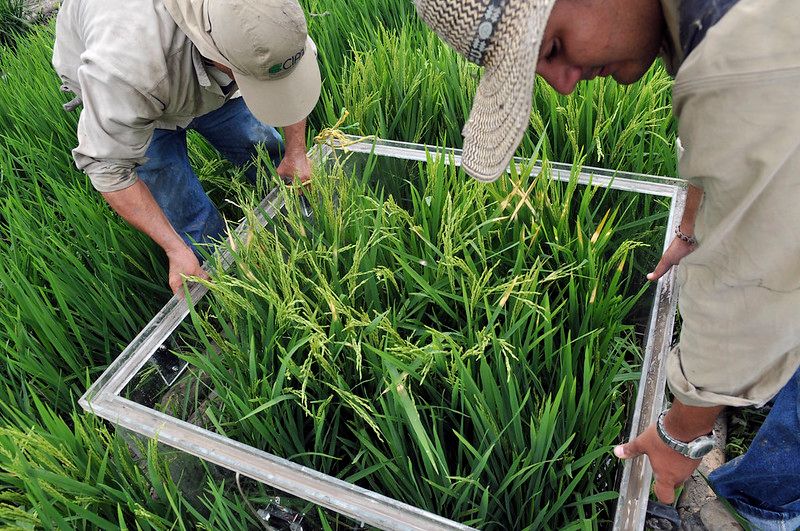 Workers measuring greenhouse gas emissions from rice production in Colombia.