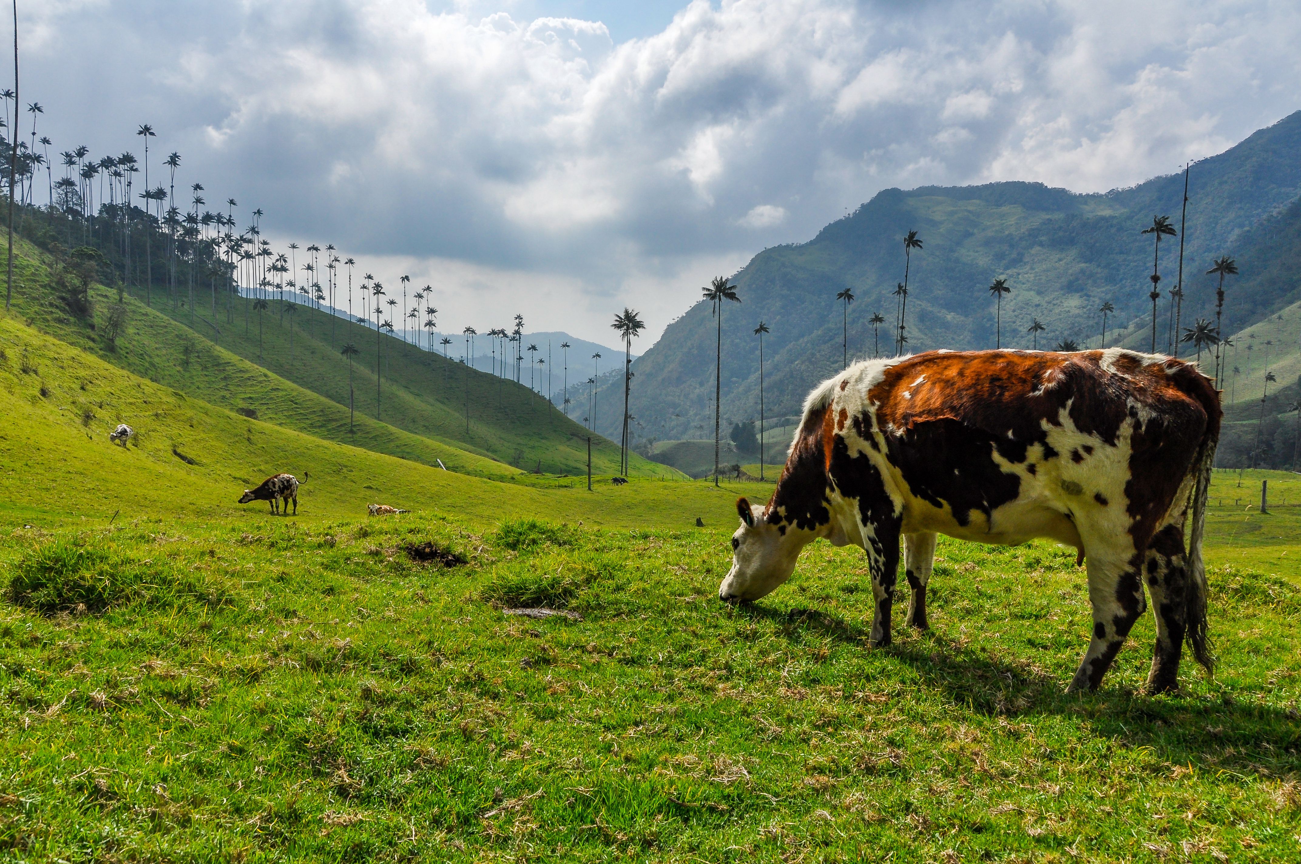 A cow grazes with palm trees and mountains in the backdrop in Cocora Valley, Colombia.