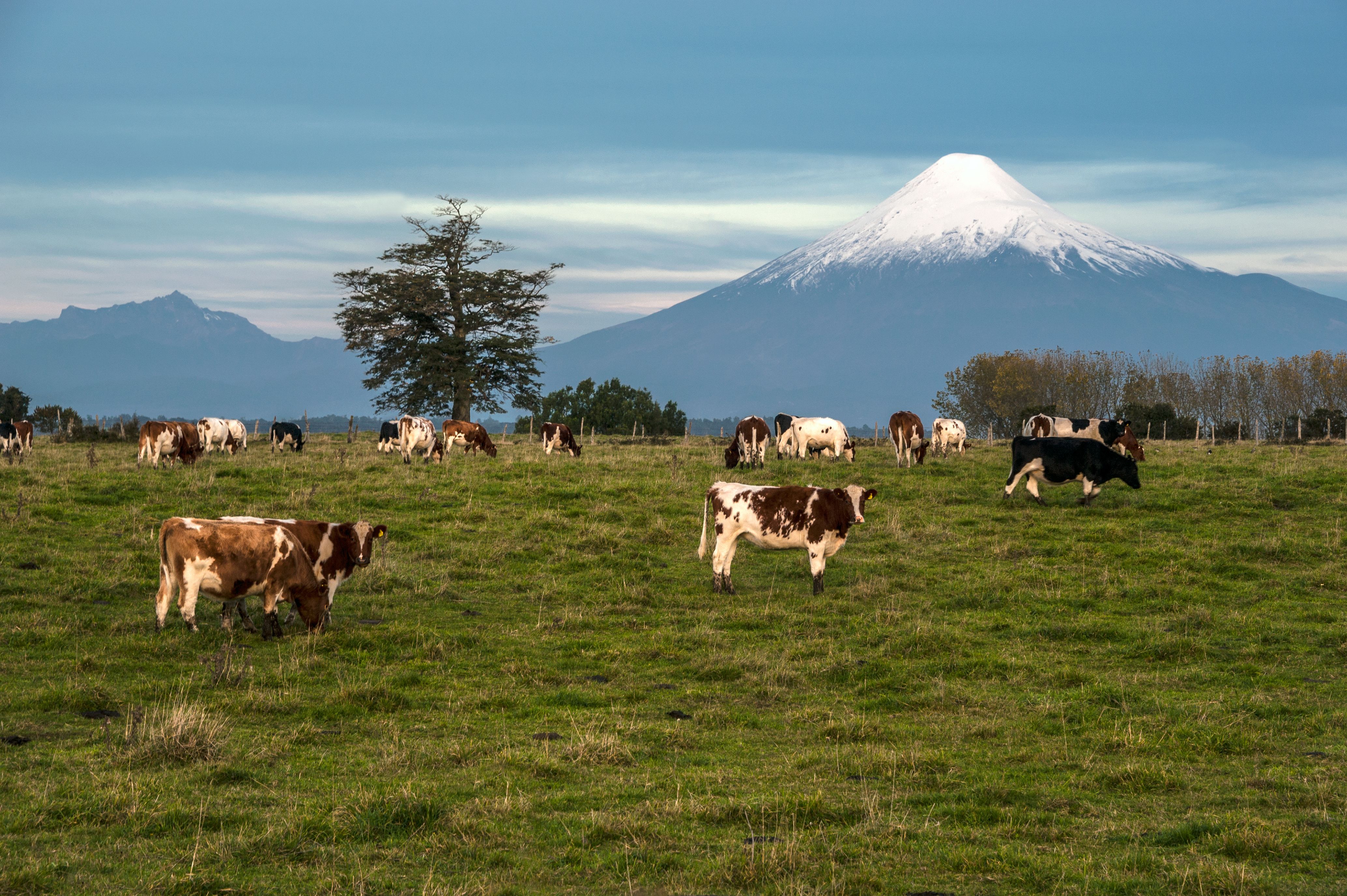 Cows grazing in a field in front of a volcano. 