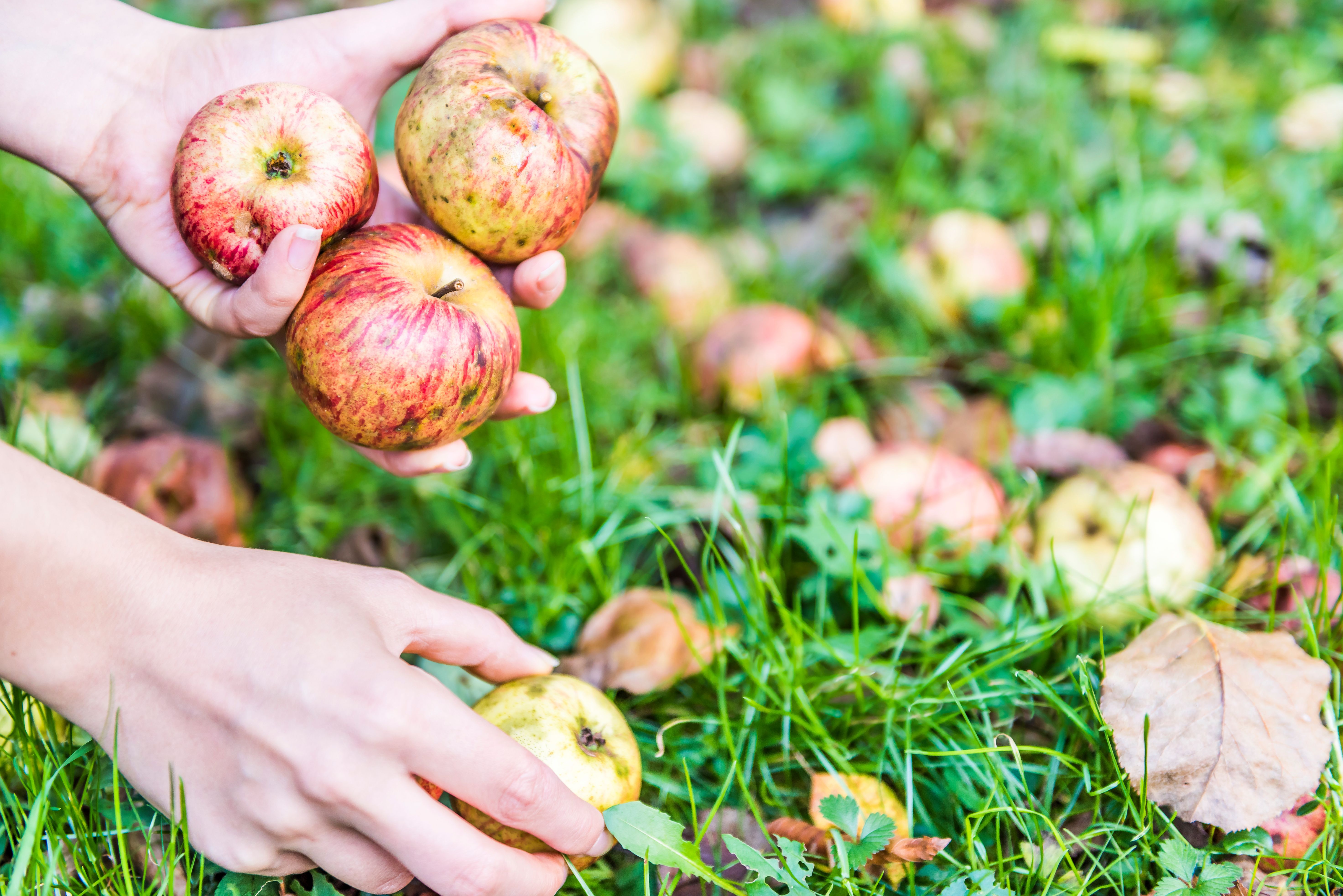 An image with hands picking up bruised apples from the ground.