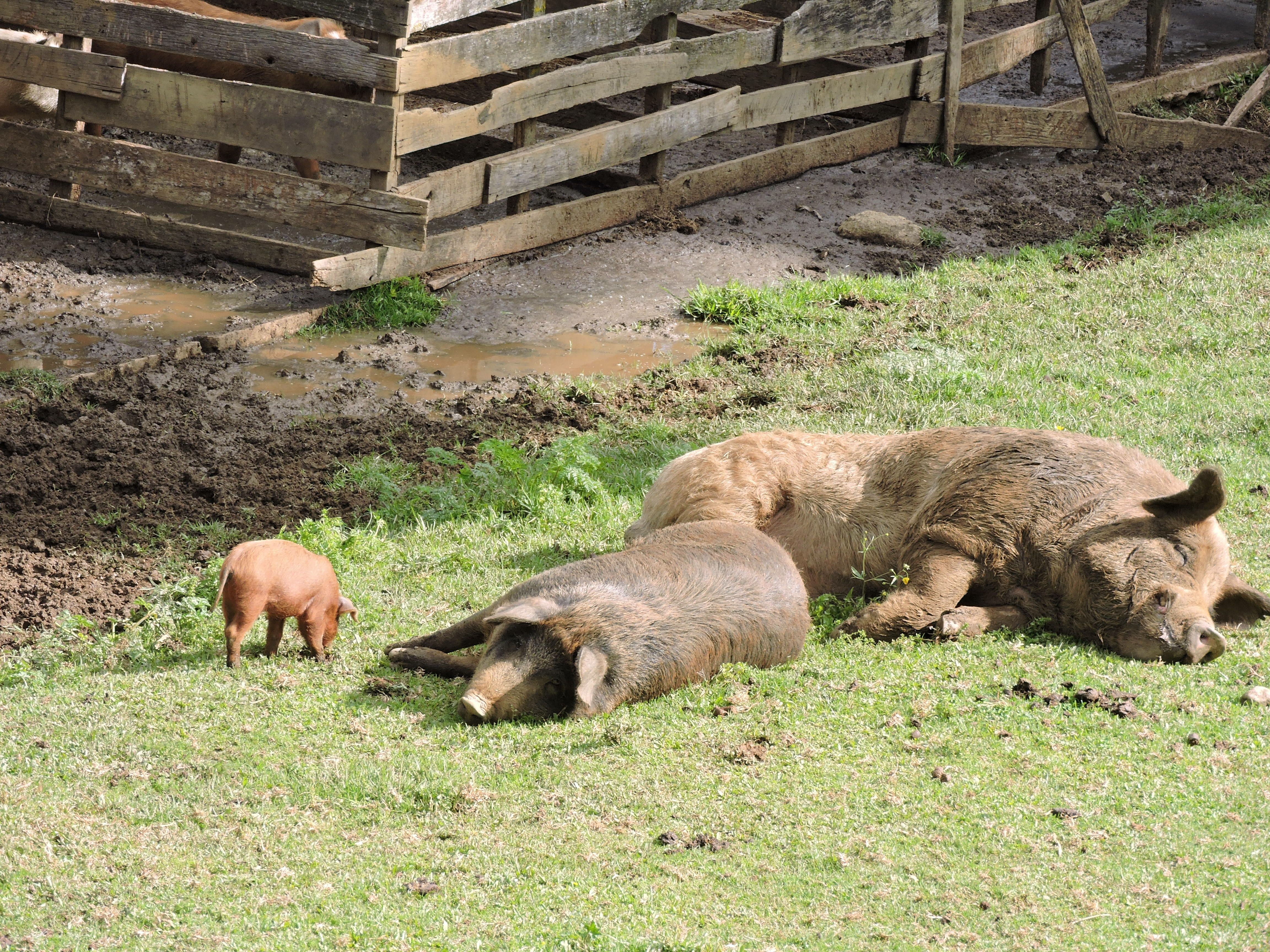 Pigs lieing on grass and sleeping on farm in Brazil. 
