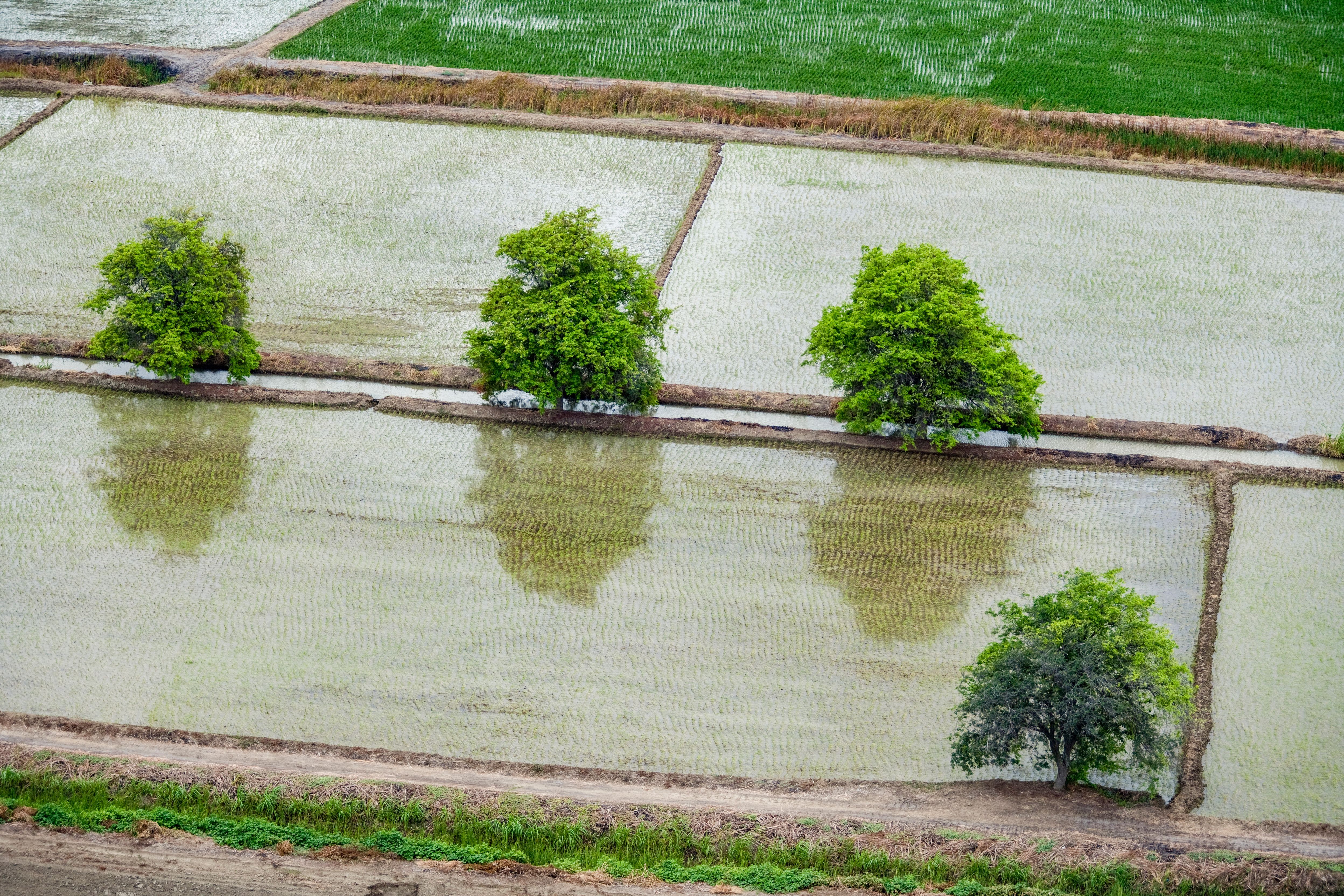 Rice farming Peru_AdobeStock_478604111.jpeg