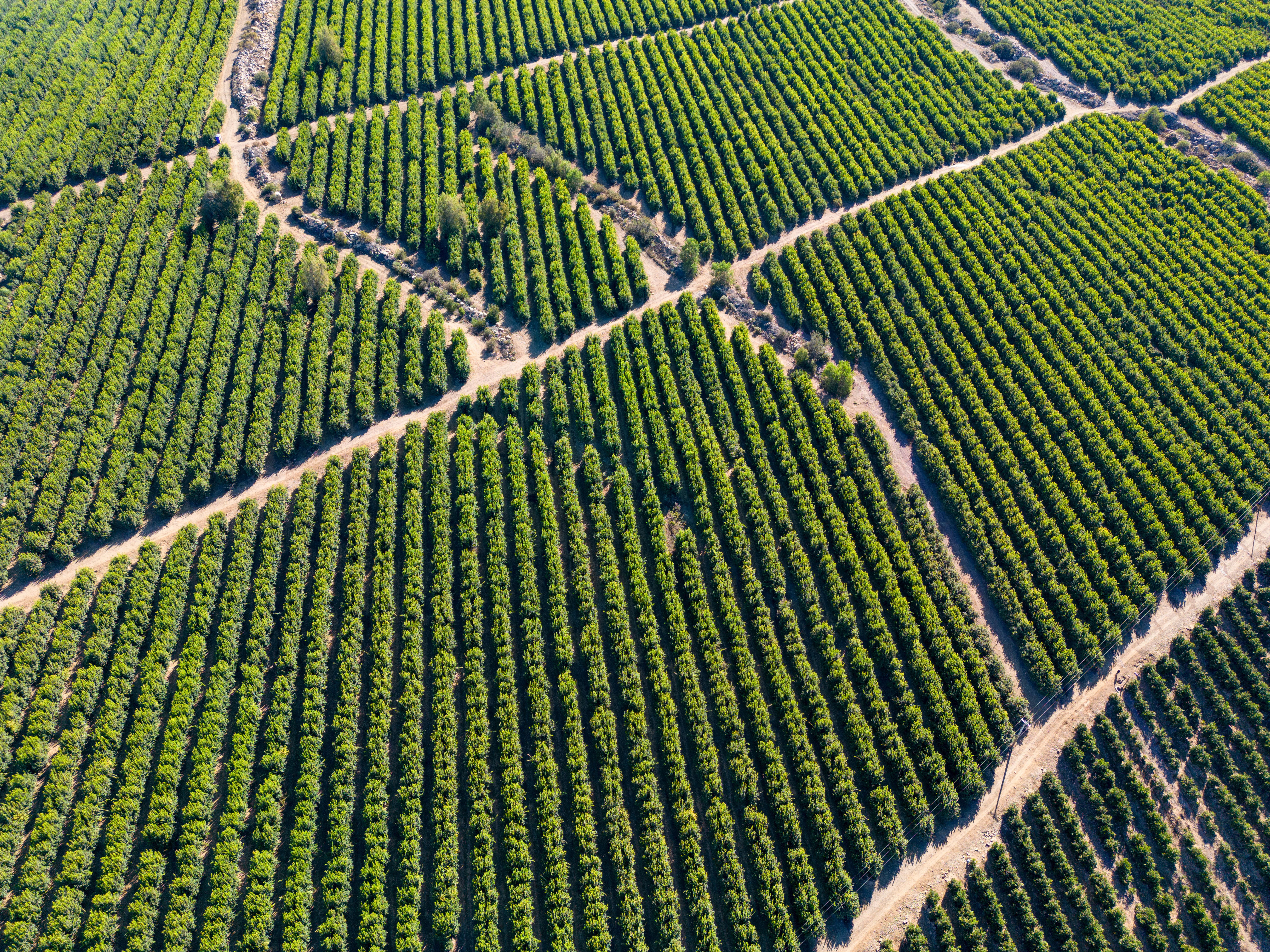 An aerial view of a citrus field with rows of trees in Chile.