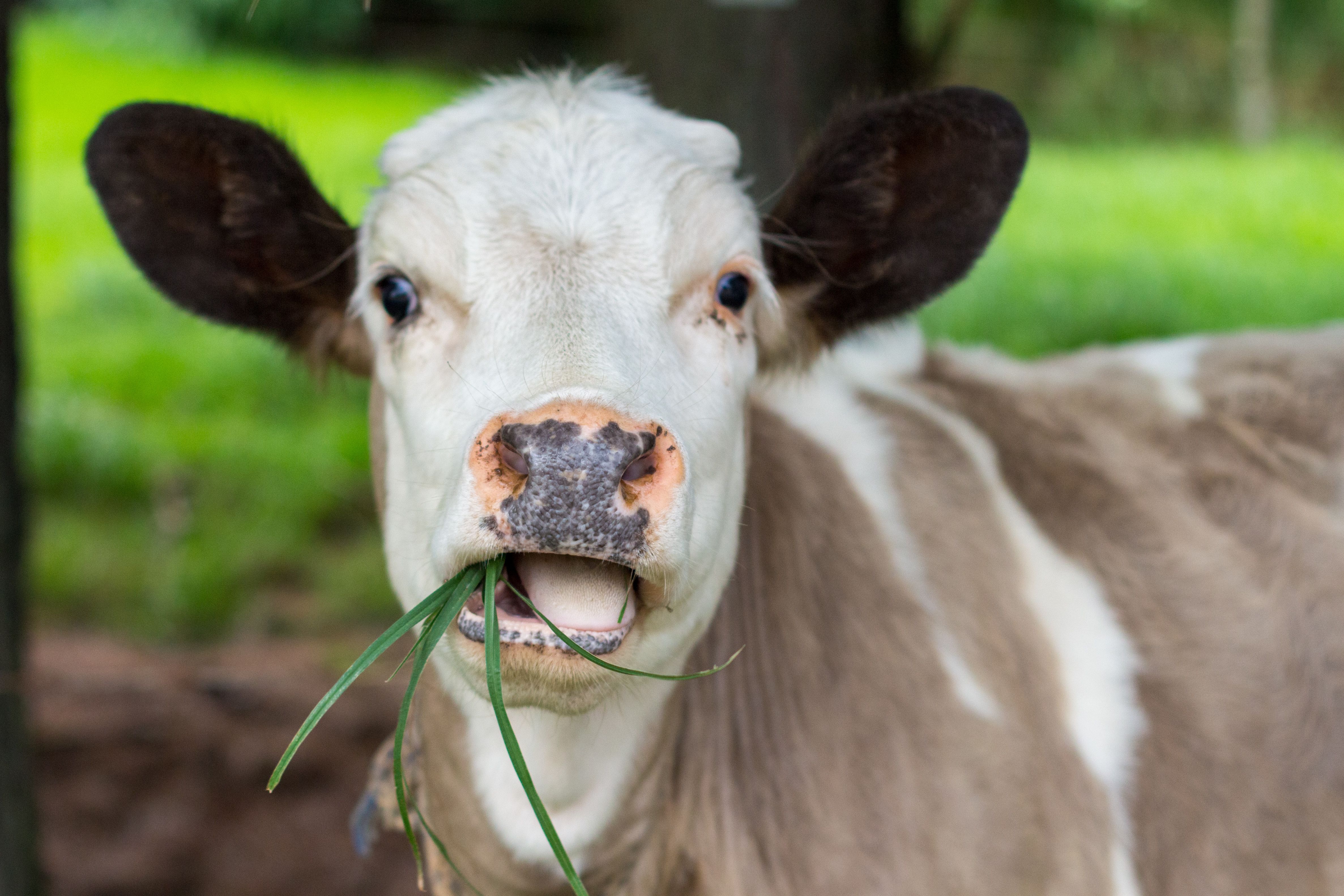 A close up photo of a cow with grass in its mouth. 