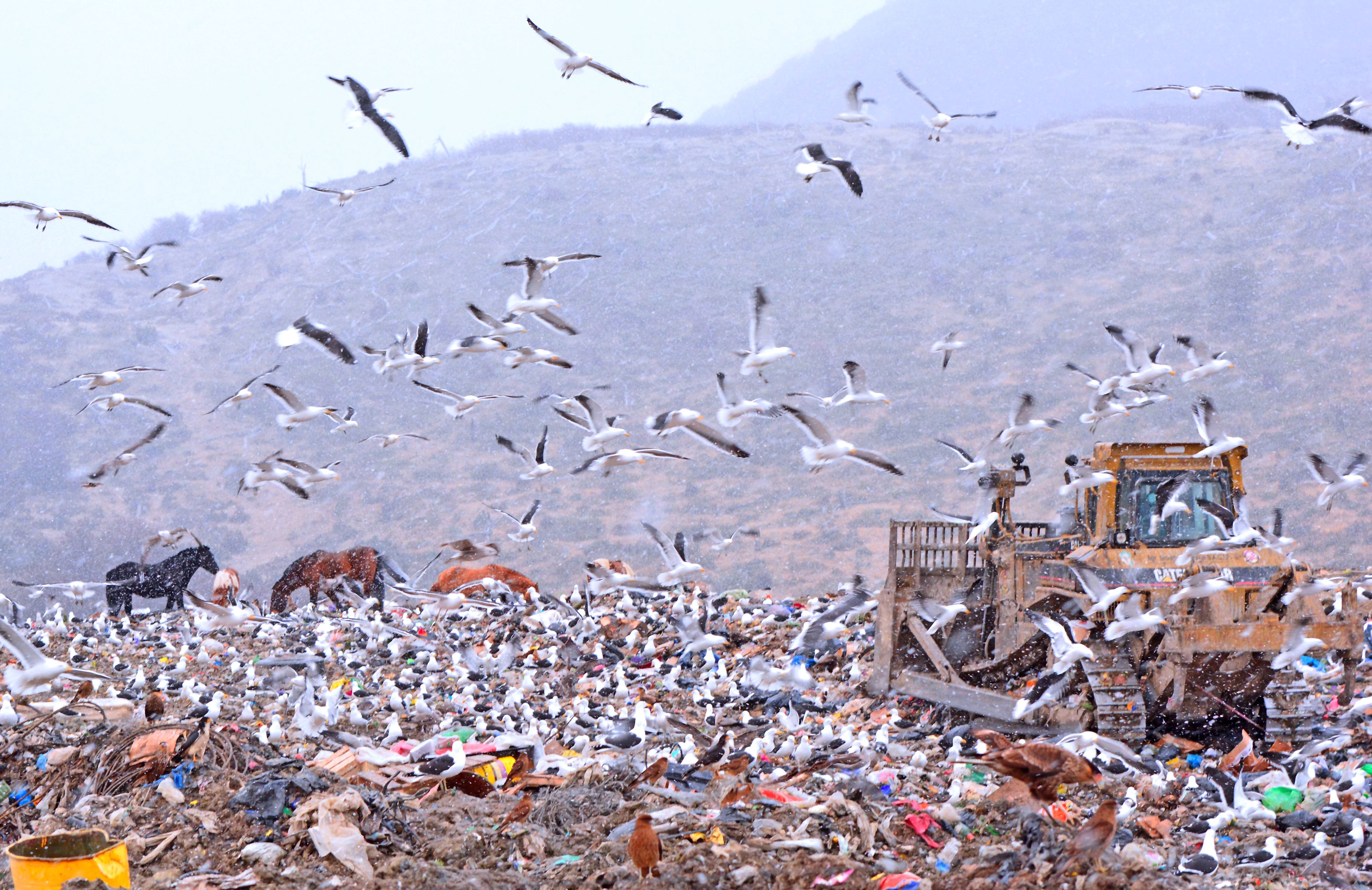 Birds fly over a landfill in Ushuaia, Argentina. 