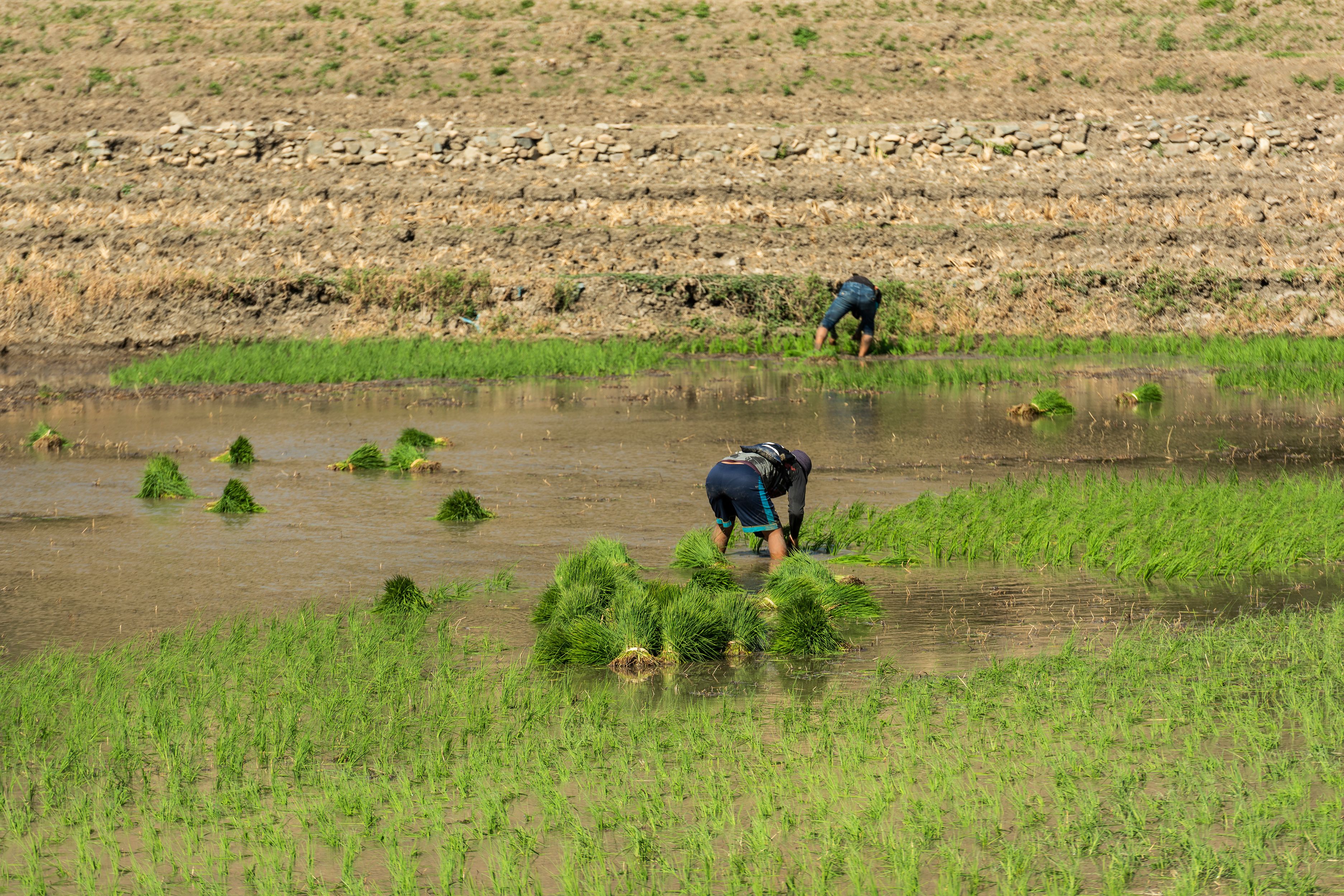 Two field workers planting rice in a flooded plot in northern Peru.